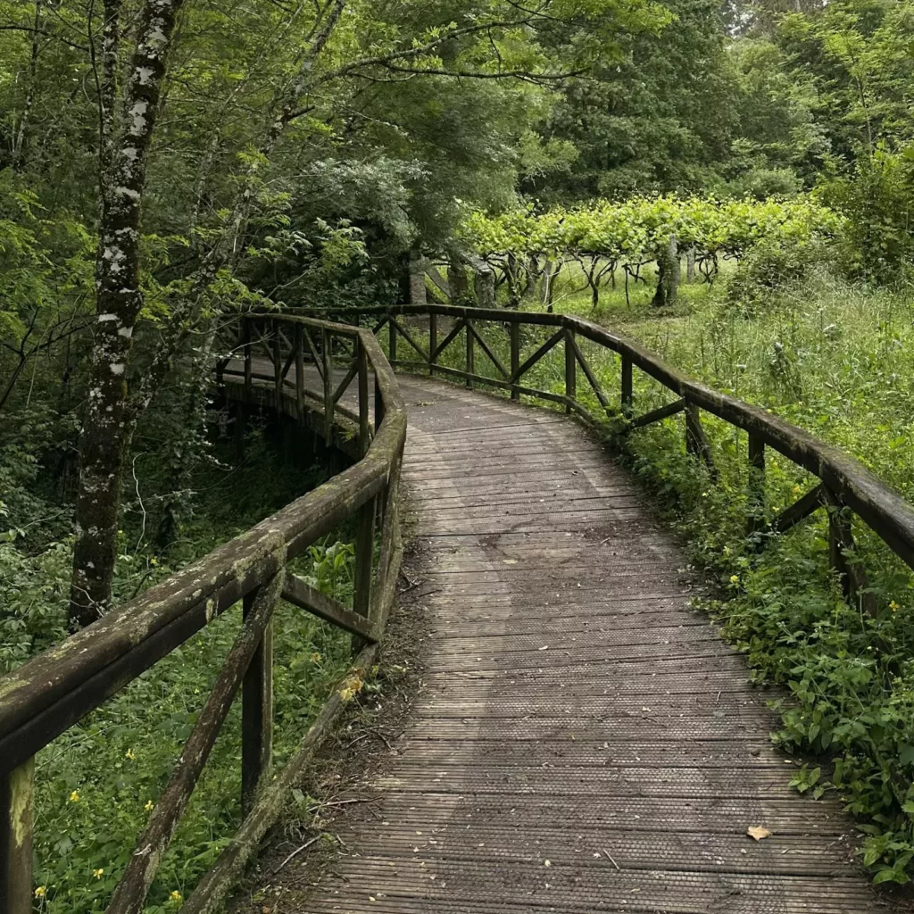 A tranquil wooden pathway winding through lush green forest, perfect for nature walks and hiking.
