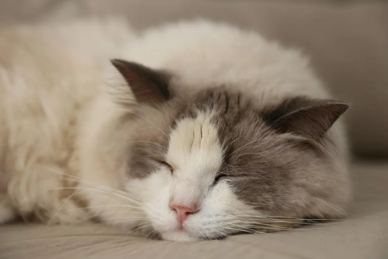 Peaceful sleeping Ragdoll cat with soft fur in a cozy indoor setting.