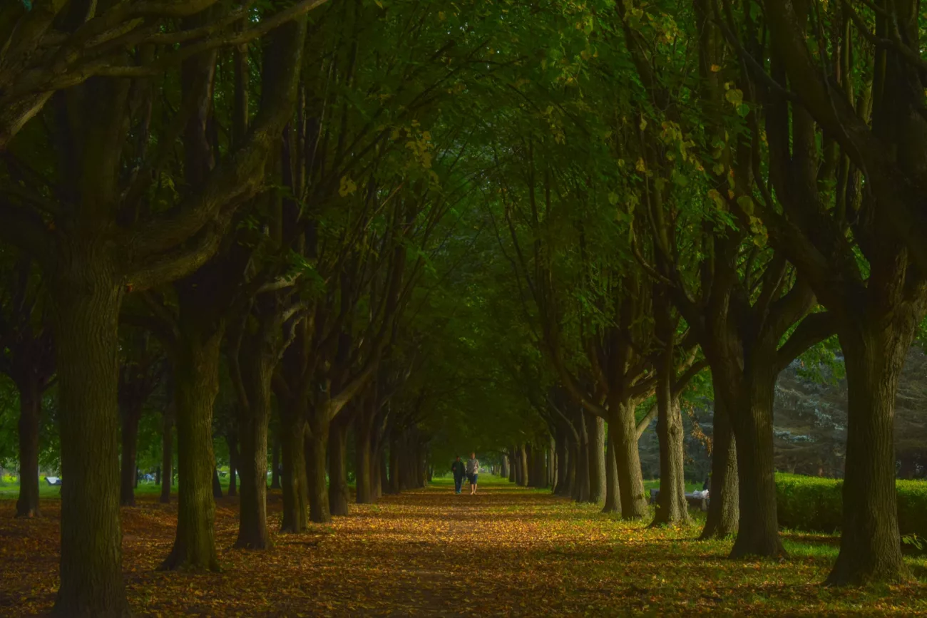 Quiet park path with fallen leaves below lush green trees, perfect for a peaceful walk.