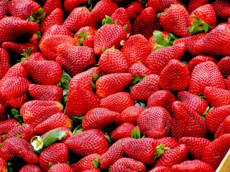 A close-up of plump, fresh strawberries showcasing vivid red colors and lush green stems.