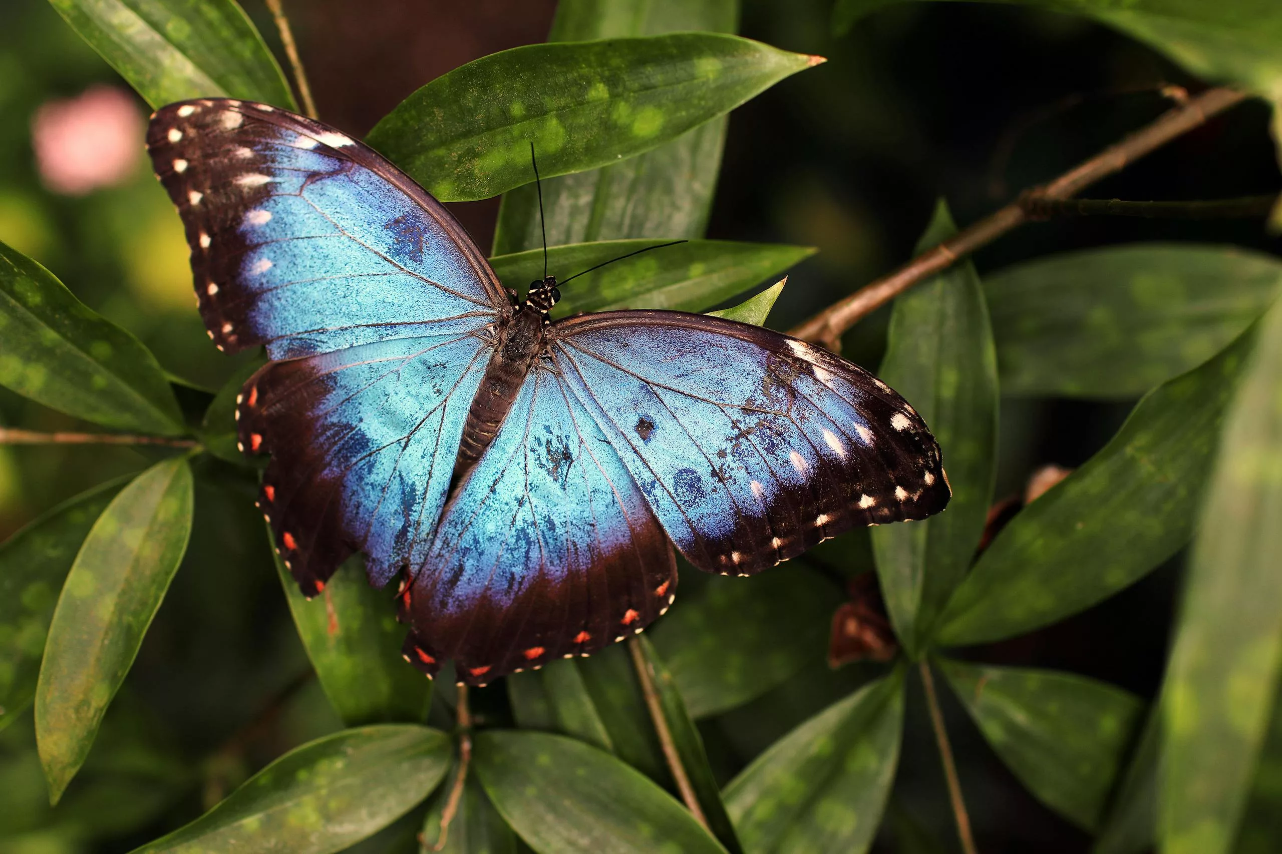 Close-up of a stunning Blue Morpho butterfly perched on green leaves in a natural setting.