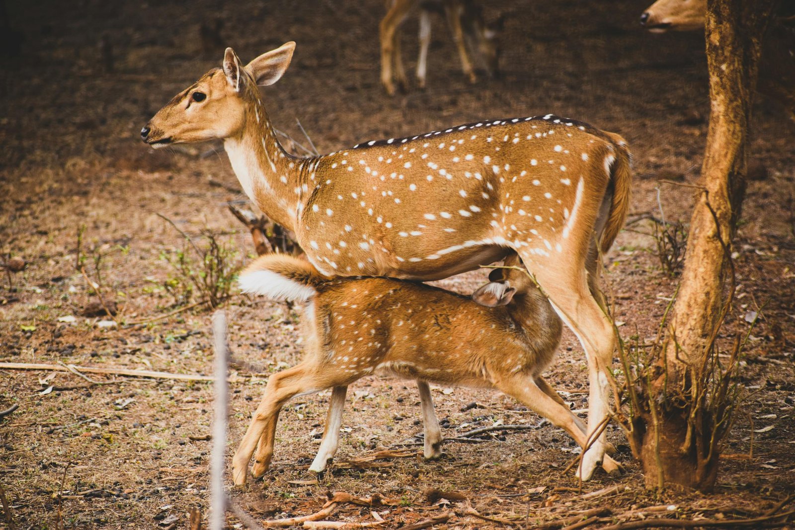 Een gestipte moeder hert die haar jong zoogt in de natuur,