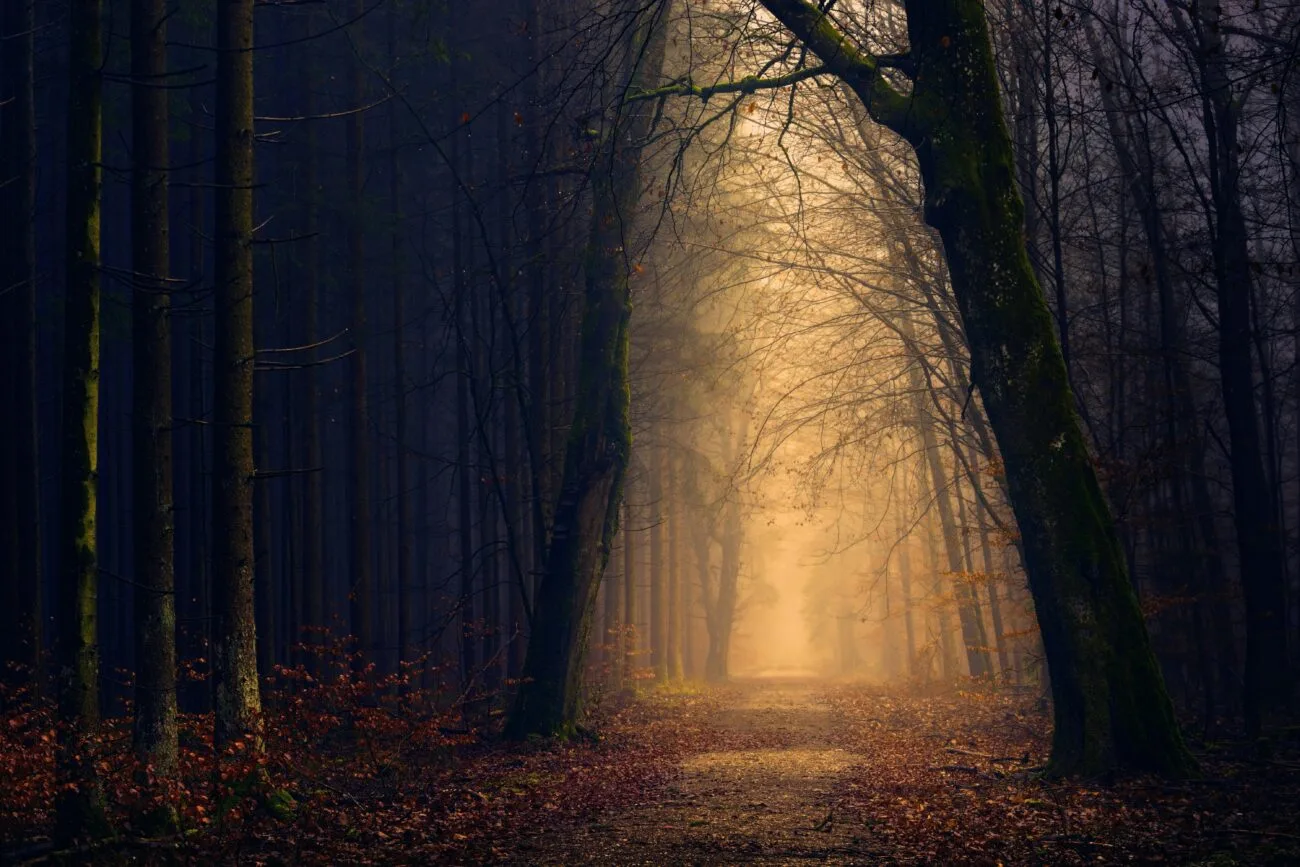 Een stil bospad omringd door hoge bomen, met zacht daglicht dat door de boomkruinen valt en uitnodigt tot verstilling en aanwezigheid foto: J. Plenio
