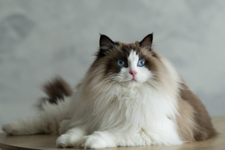 Langharige kat ligt ontspannen op een houten oppervlak, alert maar rustig, met zachte blik en ontspannen houding, symbool voor veiligheid en welzijn. model: Pistash (Ragdoll), therapiekat van het KenrBos foto: Marvin Anthony, Studio Tijdloos