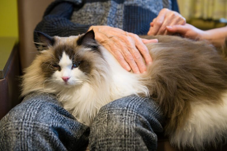 Therapiekat Pistach ligt rustig op schoot bij een oudere bewoner in een woonzorgcentrum terwijl een hand zacht door zijn vacht strijkt, een moment van nabijheid, rust en verbinding foto: Studio tijdloos, Marvin Anthony