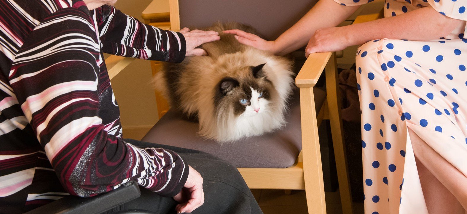Een therapieondersteunend ragdoll ligt rustig op een stoel in een woonzorgcentrum terwijl een bewoner en een begeleider de kat zacht aanraken, zichtbaar ontspannen in gedeelde nabijheid. foto: Marvin Anthony, Studio Tijdloos