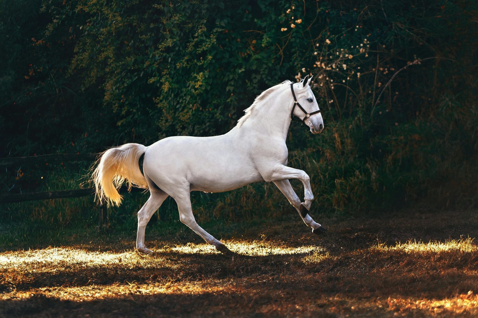 Wit paard dat krachtig door een bosweide loopt in warm avondlicht, symbool voor vertrouwen en verbinding tussen mens en paard. foto: Helena Lopes