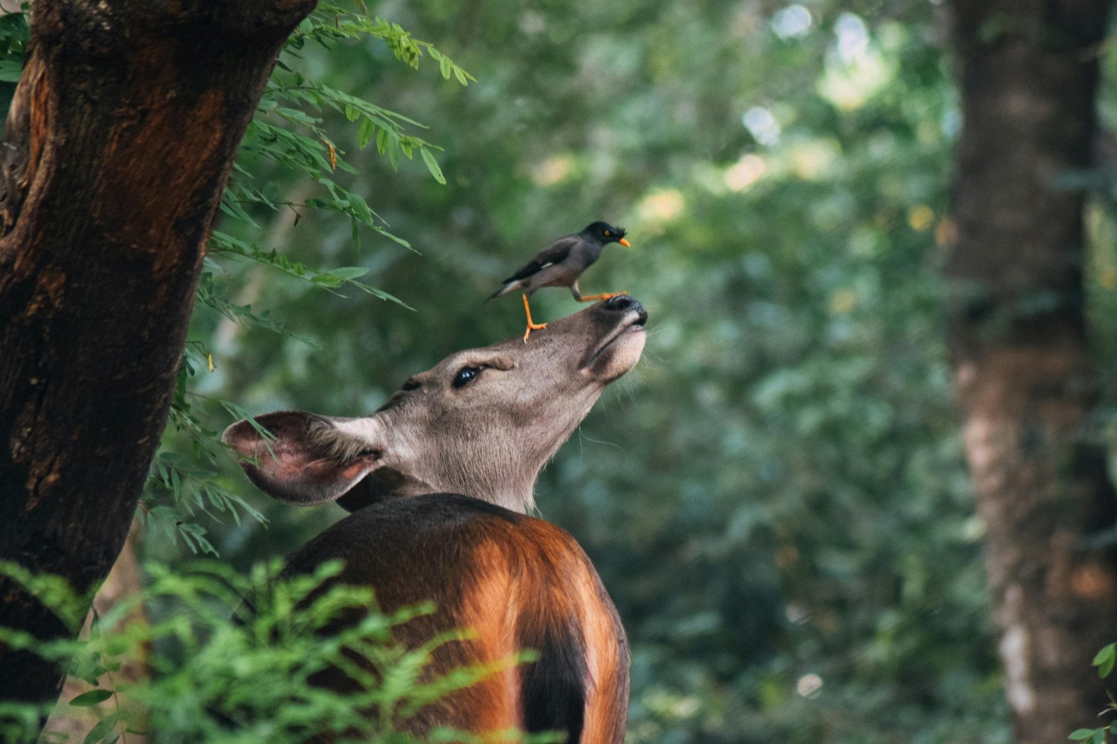 Hert en vogel in het bos